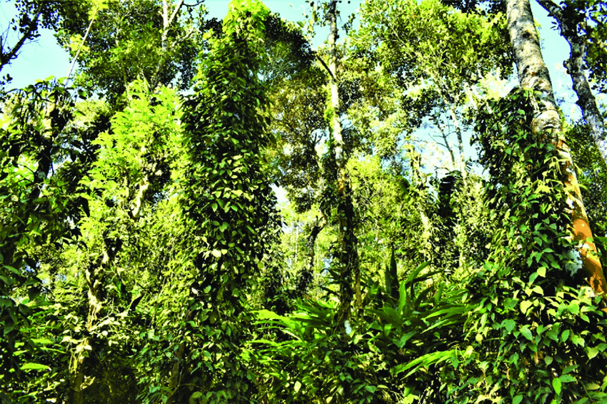 Cardamom Harvest