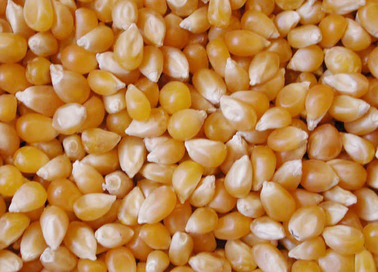 Yellow Maize