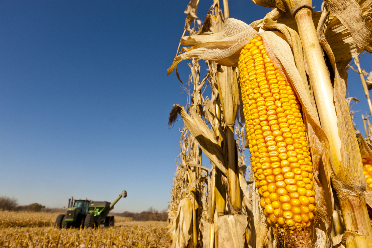 Yellow Maize Applications